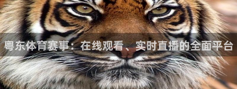 粤东体育赛事：在线观看、实时直播的全面平台