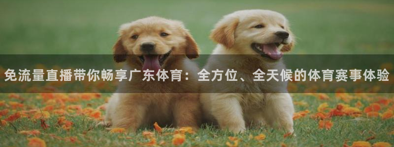 免流量直播带你畅享广东体育：全方位、全天候的体育赛事体验